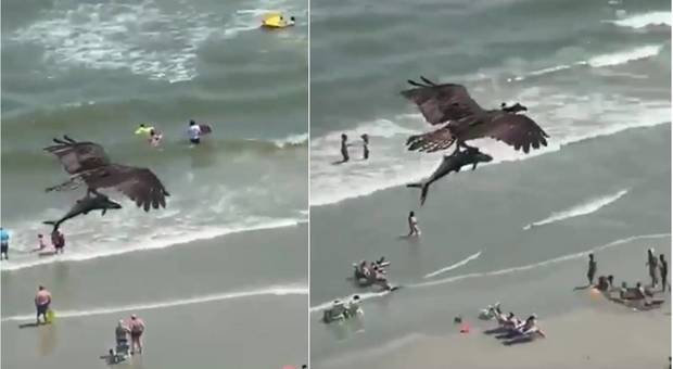 Aquila cattura lo squalo e sorvola la spiaggia piena di bagnanti. Le incredibili immagini riprese in un video. (immagini diffuse da Ed Piotrowski WPDE su Fb)