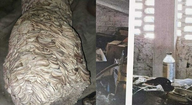 Il nido di Calabrone Europeo recuperato nella mansarda di una villa a Sacrofano