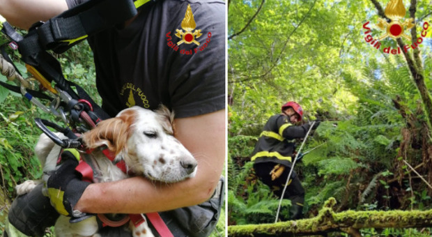 Cagnolino resta intrappolato 4 giorni in un dirupo: vivo dopo un volo di 100 metri, è stato salvato dai vigili del fuoco