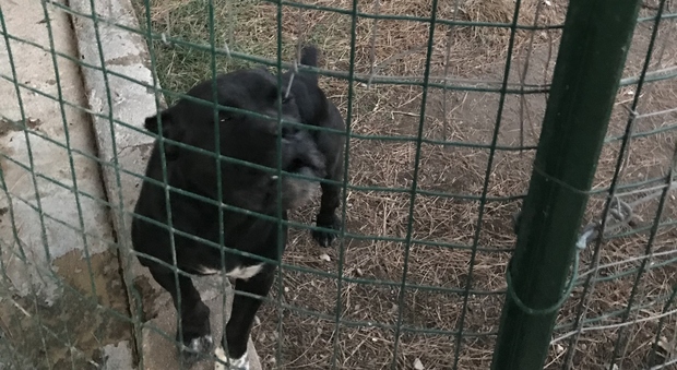 Cani corso con code e orecchie mutilate: sgomberato allevamento in provincia di Salerno