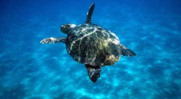Il satellite rivela: Golfo di Taranto vitale per le tartarughe Caretta Caretta