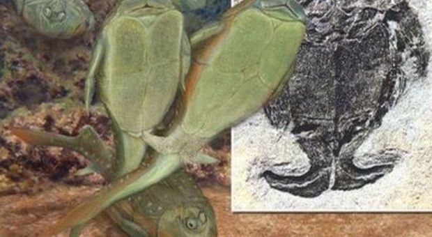 L'incredibile record di Dicki, un pesce preistorico: ha inventato il sesso 365 milioni di anni fa