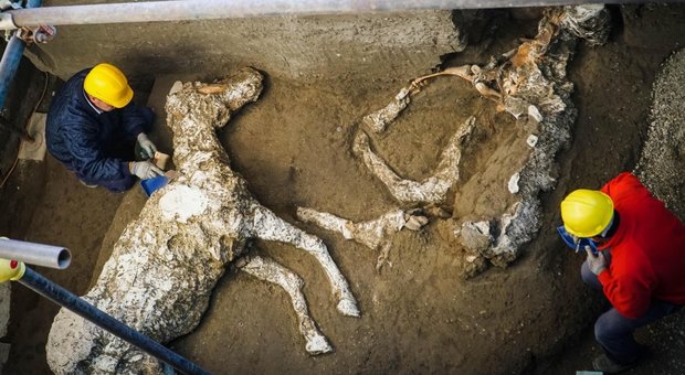 Pompei, ritrovato il cavallo bardato. Morto nella stalla con il padrone