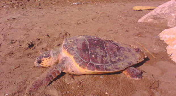 Tartaruga morta su spiaggia del Lido Domani verrà liberato un esemplare