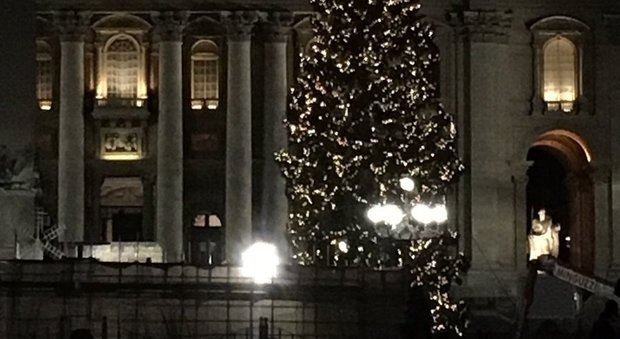 Vaticano, festa per l'albero di Natale, 30 metri di luci scintillanti