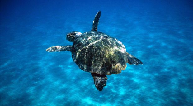 Giornata mondiale delle tartarughe marine: anche droni, bici e vele per monitorare le coste