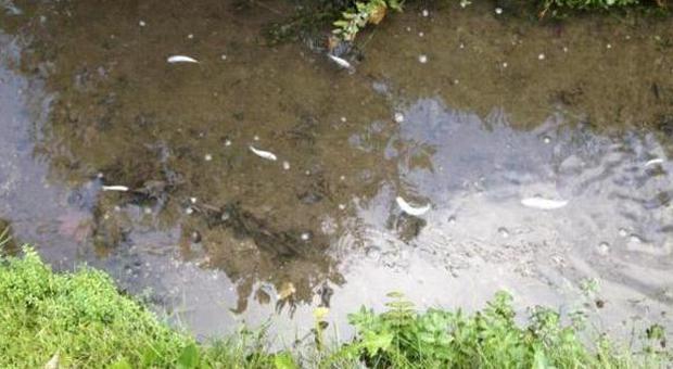 Strage di pesci nel fosso I residenti allertano l'Arpav