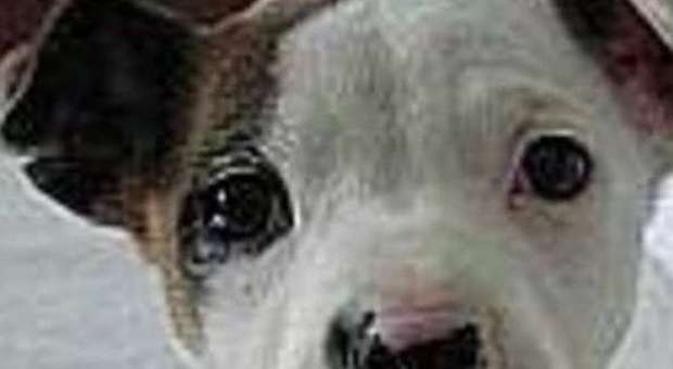 Abbandona un cagnolino legato senza acqua ​e cibo: denunciato padrone 50enne
