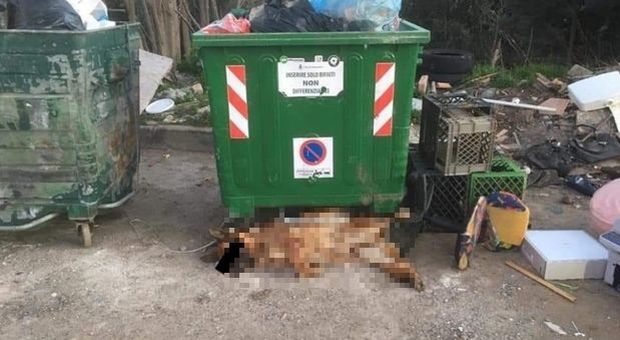 Il cane gettato via come fosse immondizia. (immagine pubblicata da Il Corriere della Calabria)