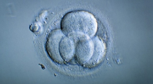 «Gli embrioni congelati sono esseri umani, chi li distrugge responsabile di omicidio»: la sentenza in Alabama. Università blocca la fecondazione in vitro