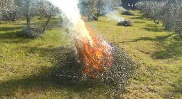 Brucia le ramaglie nel giardino di casa: scatta la maxi multa da 500 euro