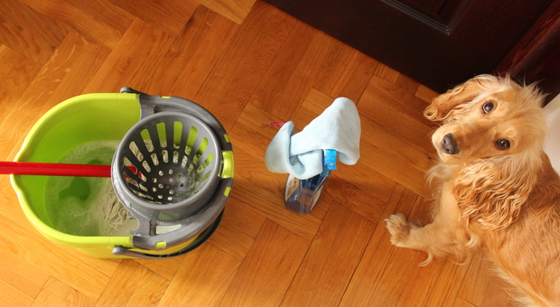Mai usare candeggina e ammoniaca in casa, se ci sono cani e gatti. Ecco perché