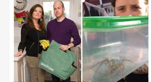 Londra, trovano un ragno nella busta delle banane: è il più pericoloso al mondo