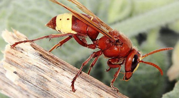 Col clima pazzo boom di insetti «alieni», aumenta il rischio allergie