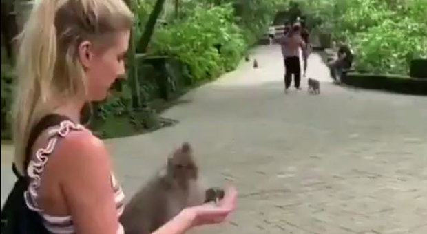 La scimmia viene ingannata dalla turista, la vendetta del primate è impagabile