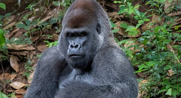 Covid, contagiati 13 gorilla dello zoo di Atlanta: grave Ozzie, un maschio di 60 anni