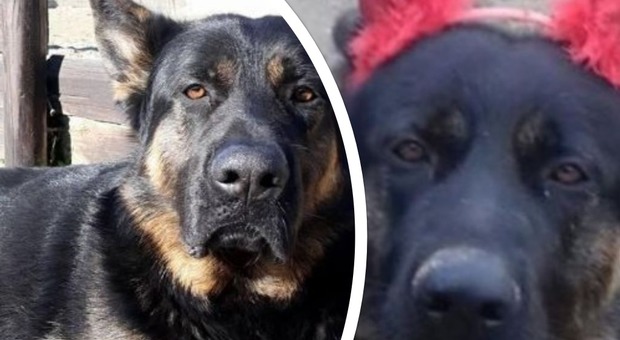 «Kuma è stato massacrato di botte»: trovato con il cranio fracassato il cane mascotte dei bambini