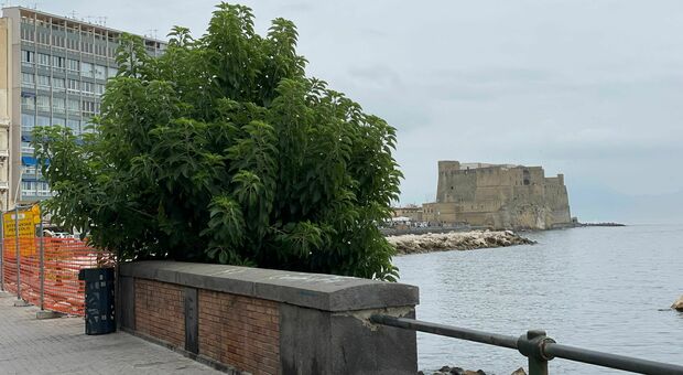 Napoli, nessuno cura il lungomare: ecco come è diventato una giungla
