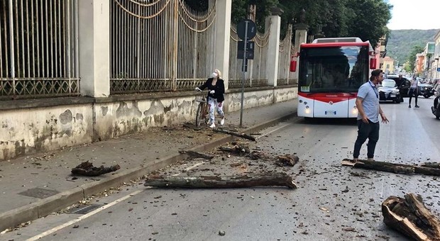 Paura a Caserta: cade in strada un albero del parco della Reggia