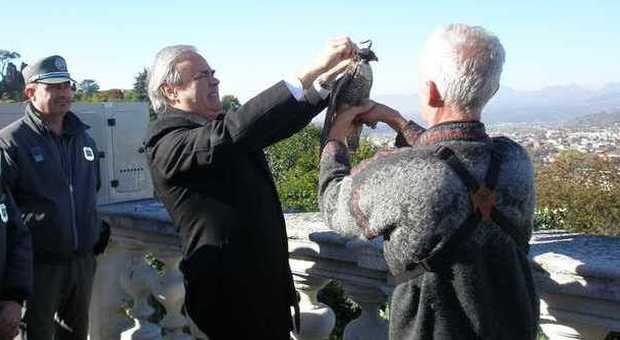 Il presidente della Provincia Achille Variati libera il falco con Alberto Fagan, di spalle