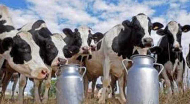 Quote latte, l'Italia rischia una nuova procedura di infrazione