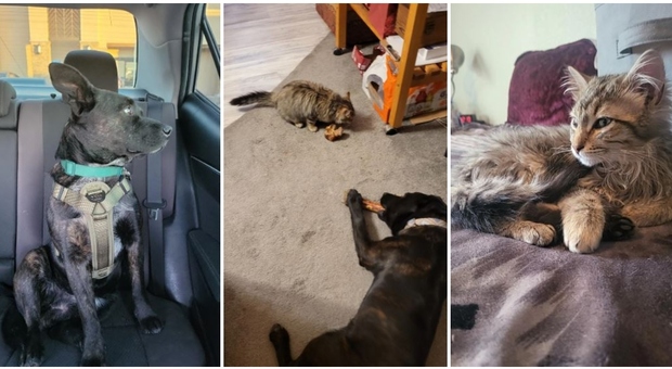 Un cane abbandonato viene adottato, quello che accade dopo quando incontra il gatto è emozionante (foto reddit)