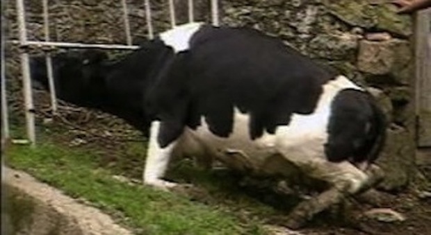 27 marzo 2001 Il ministro della Sanità firma l'ordinanza anti mucca pazza