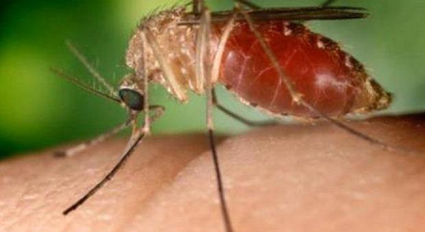 Una zanzara comune