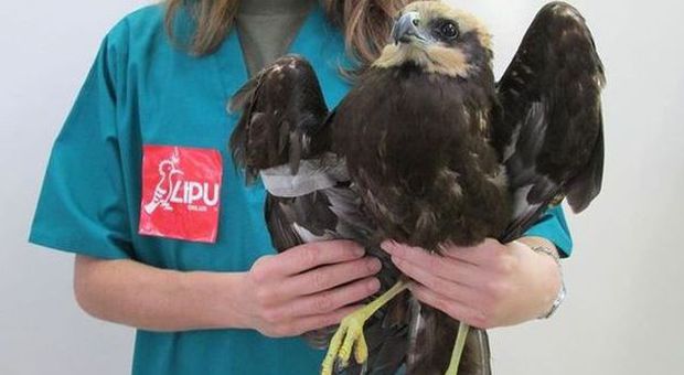 Fiumicino, ferito un raro falco di palude. La Lipu chiede il divieto di caccia