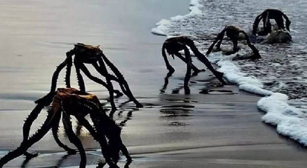 Mostri marini fotografati sulle spiagge della California: tutto vero? Sui social le teorie più fantastiche
