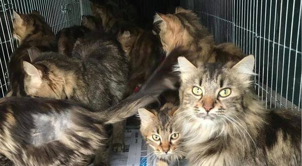 Accumulatrice seriale di felini: la casa con 70 gatti è da horror