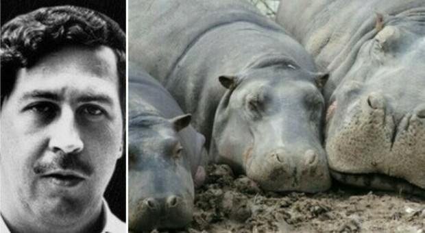 Pablo Escobar, sterilizzati gli ippopotami dell'ex re della cocaina. Le autorità colombiane: pericolo per flora e fauna
