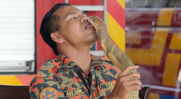 Domatore di serpenti ucciso da un cobra: era una celebrità anche in Europa