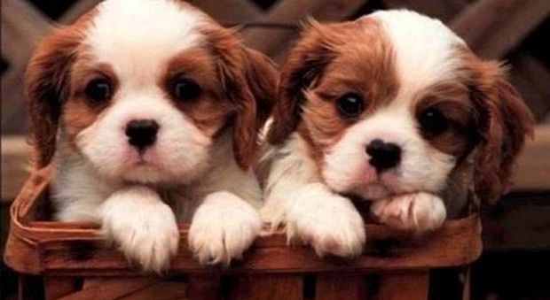 Truffa di “razza”: promettono cuccioli di cane in regalo, ma è una trappola da 600 mila euro