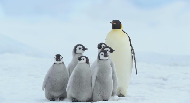 Pinguini "bamboccioni", si fanno imboccare da mamma e papà anche da adulti