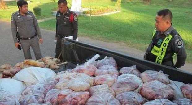 Thailandia, trasportavano cento carcasse di cani: arrestati due macellai