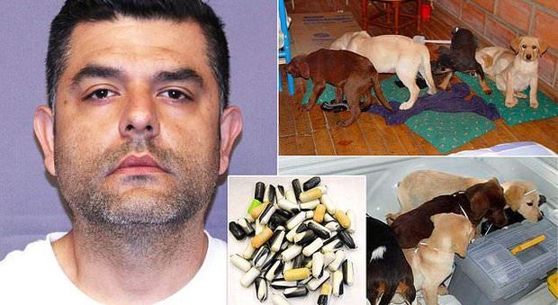 La terribile fine dei cani-pusher: sacchi di eroina liquida impiantati nell'addome