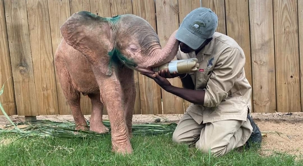 L'elefantino rosa salvato dai bracconieri: le tenere immagini commuovono il web