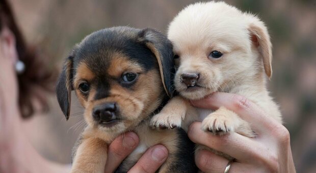 Animali domestici, selvatici ed esotici, nuovo regolamento per tutelarli: sanzioni fino a 500 euro a chi li maltratta