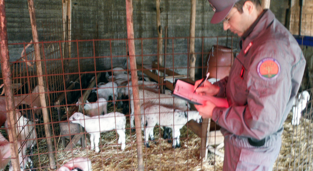 Carne e latte, maxi blitz di Pasqua in Campania: allevamenti abusivi, etichette false, cibo senza tracciabilità
