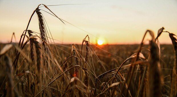 La guerra del grano divide l'Europa: l'invasione del frumento dall'Ucraina mette in ginocchio le economie nazionali