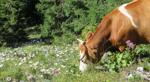 Svizzera, corna delle vacche: al referendum prevale il No