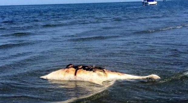 Delfino ferito da un'elica arriva sulla spiaggia e muore: trovato dai passanti