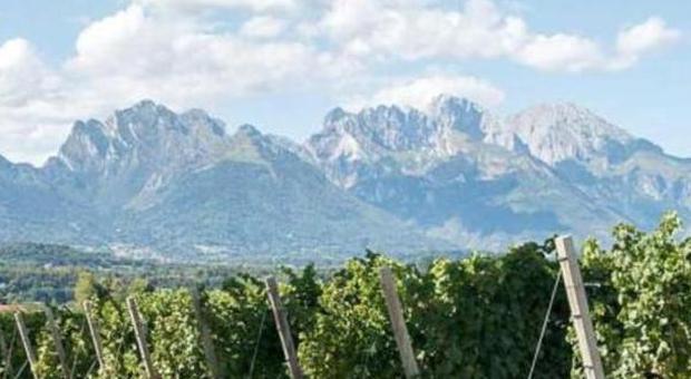 Con il vino bellunese l'agricoltura di montagna torna a "respirare"