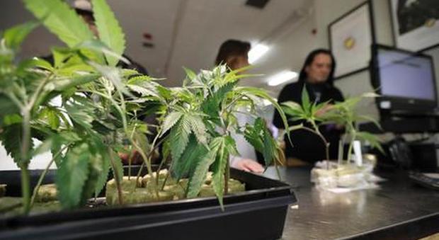 Cannabis, cento parlamentari scrivono a Conte: «È il momento di legalizzarla, se parli agli Stati Generali»