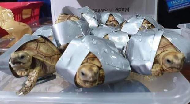 Più di 1500 tartarughe legate col nastro adesivo e nascoste nei bagagli: la scoperta in aeroporto