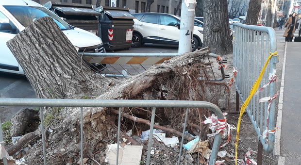 «Topi a Roma, è colpa degli alberi»: l'ammissione in una lettera dell'assessorato all'Ambiente