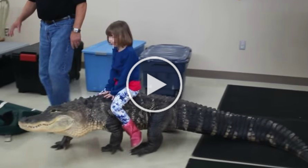 Sorpresa di compleanno, la bimba cavalca un alligatore di 2,5 metri