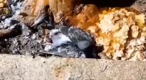 Napoli, piccioni incollati al mangime: «Così li ho salvati, sono indignato»