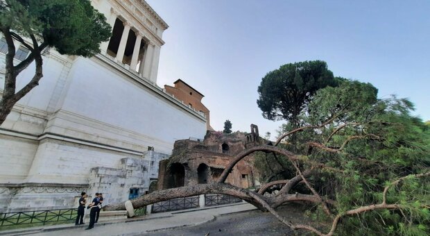 Pino crollato in centro a Roma: tragedia sfiorata davanti al Campidoglio